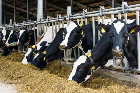Cattle Ranching