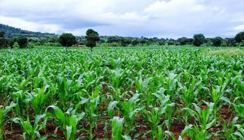 Crop Farming