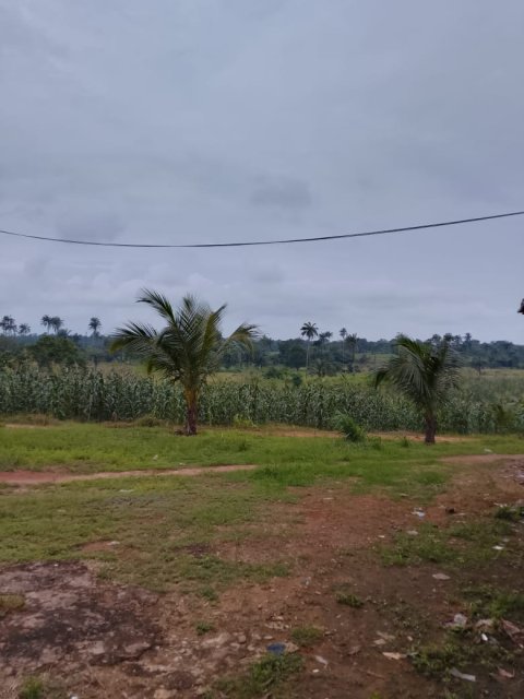 Crop Farming — gallery image
