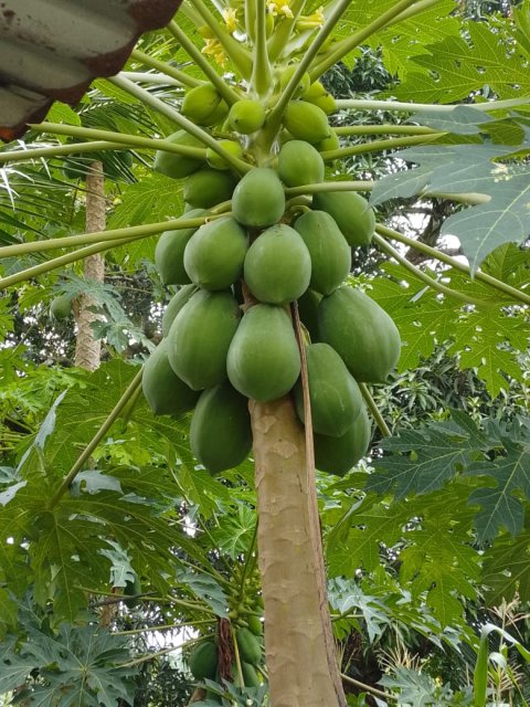 Crop Farming — gallery image