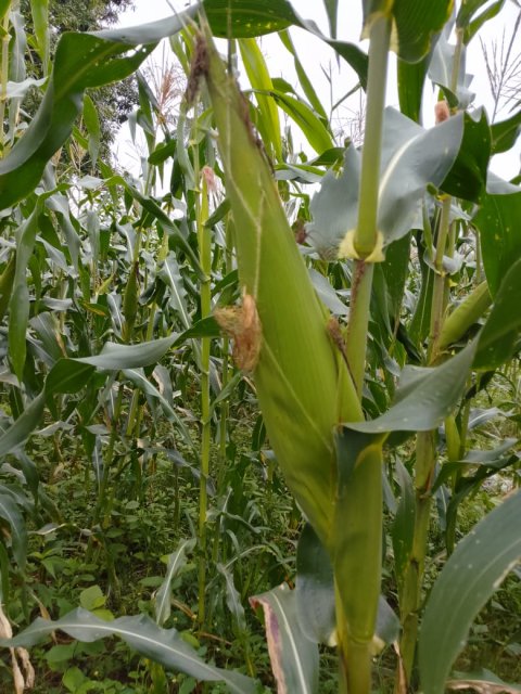 Crop Farming — gallery image