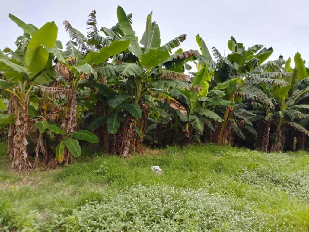 Crop Farming — gallery image