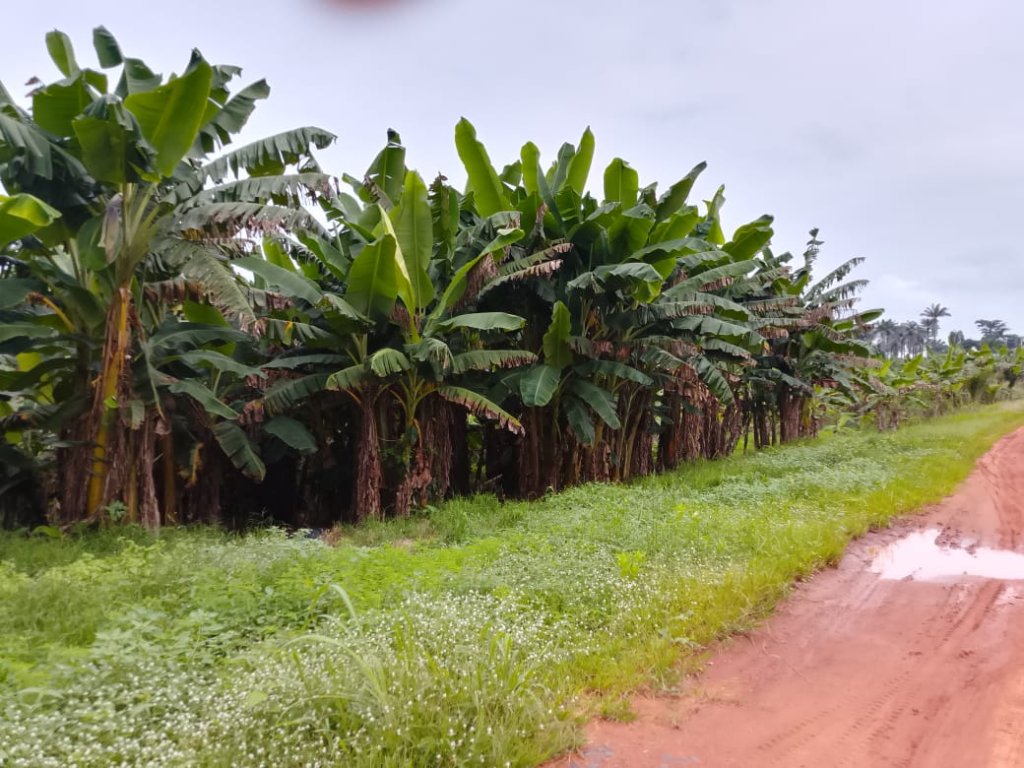 Crop Farming — gallery image
