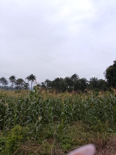 Crop Farming — gallery image