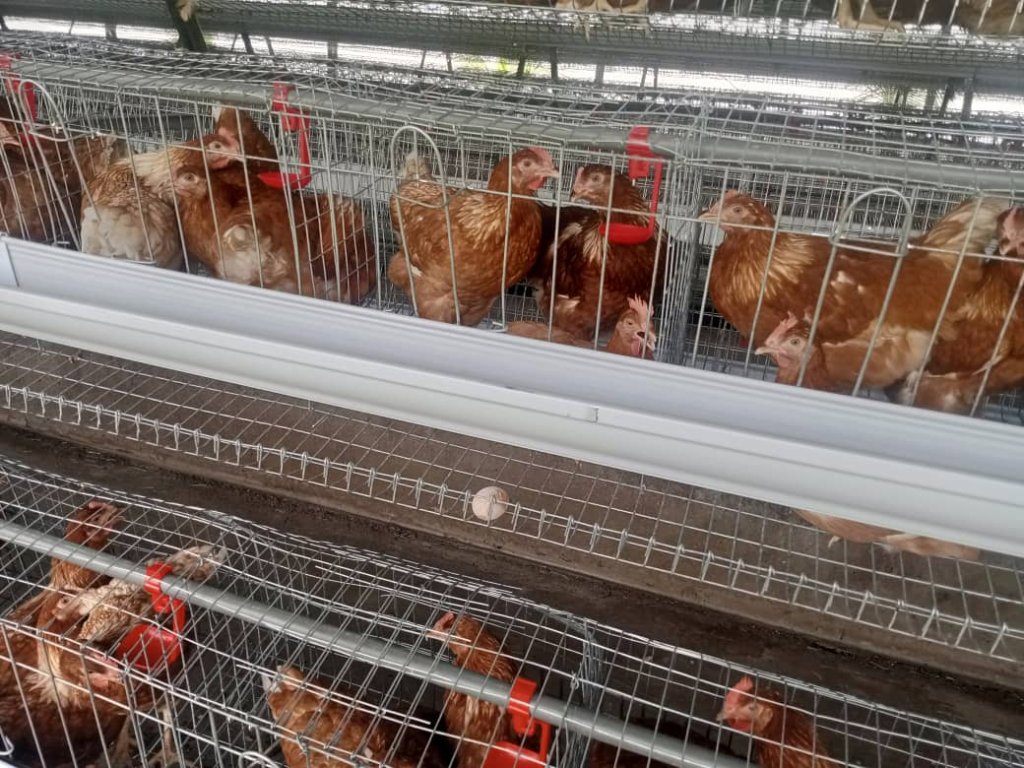 Poultry & Egg Production