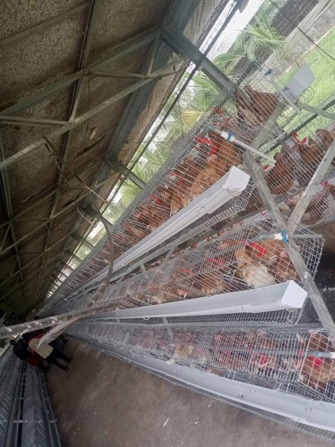 Poultry & Egg Production — gallery image