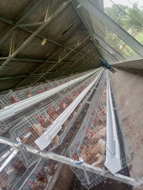 Poultry & Egg Production — gallery image
