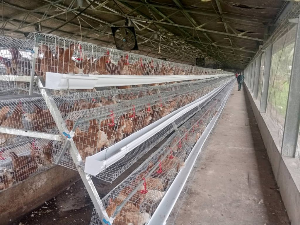 Poultry & Egg Production — gallery image