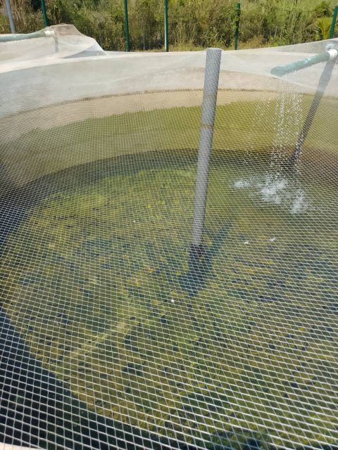 Fishery — Catfish Farming — gallery image