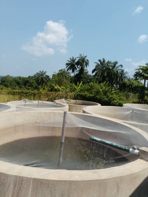 Fishery — Catfish Farming — gallery image