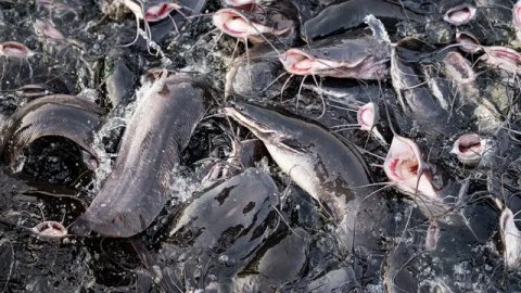 Fishery — Catfish Farming