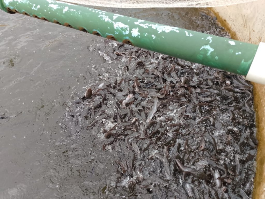 Fishery — Catfish Farming — gallery image