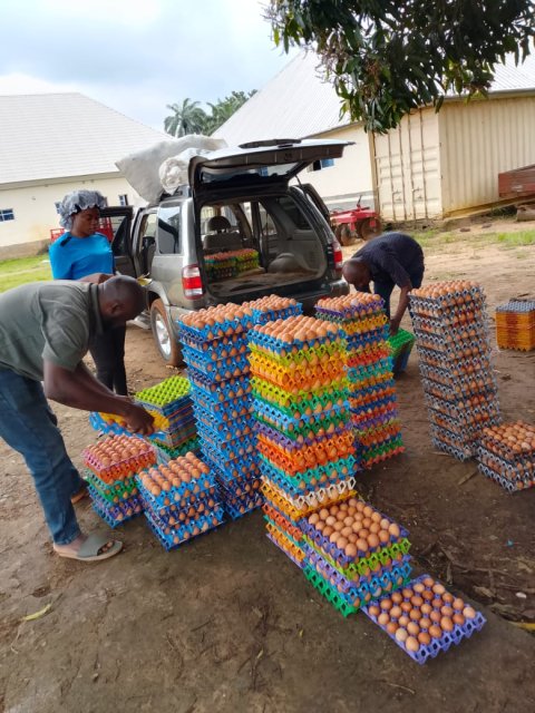 Poultry & Egg Production — gallery image