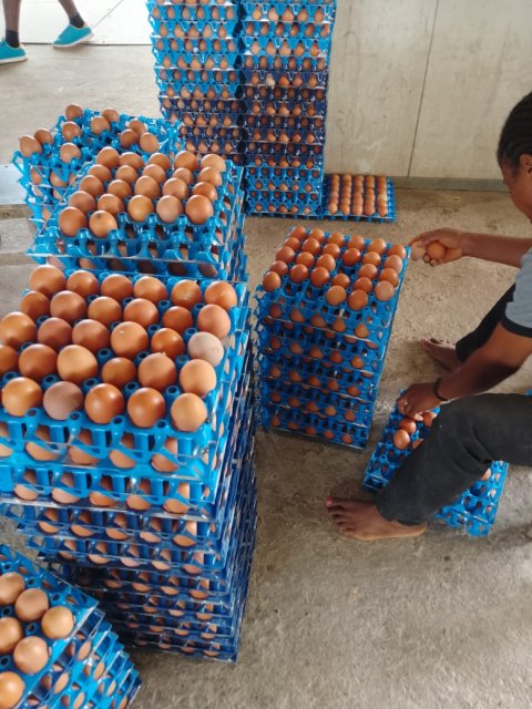 Poultry & Egg Production — gallery image