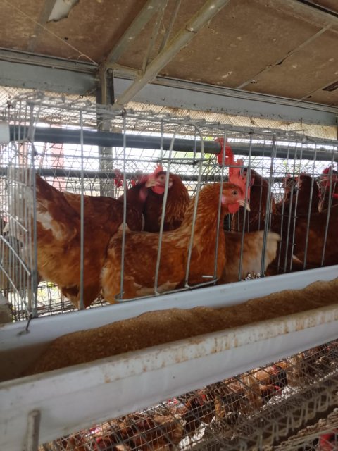 Poultry & Egg Production — gallery image