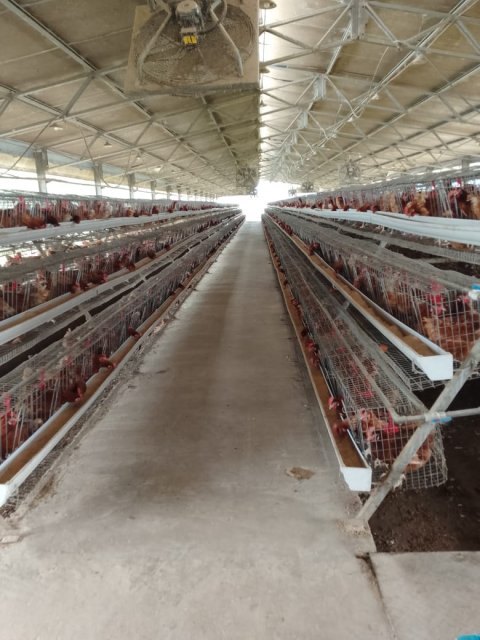 Poultry & Egg Production — gallery image
