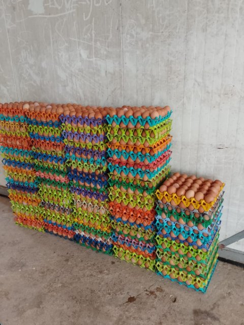 Poultry & Egg Production — gallery image