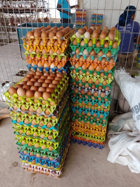 Poultry & Egg Production — gallery image