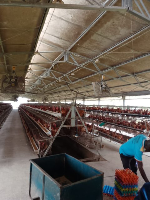 Poultry & Egg Production — gallery image