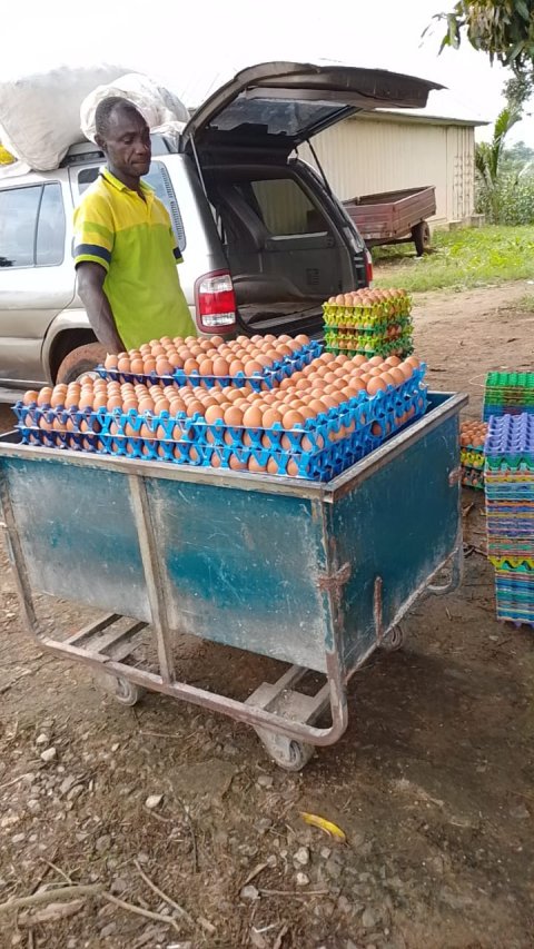 Poultry & Egg Production — gallery image